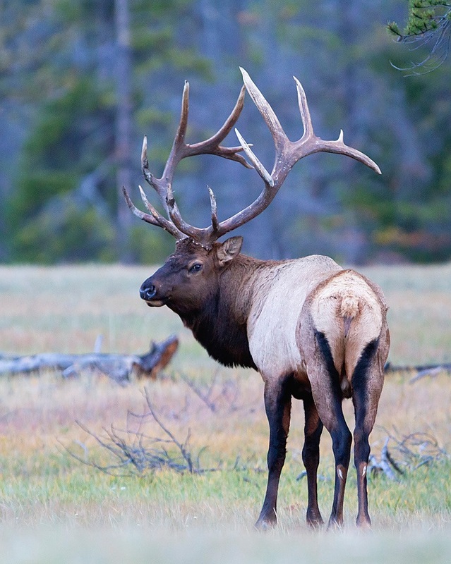 pictures of rocky mountain elk